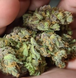 Cannabis-Sorte Banana Split in Wien zu verkaufen