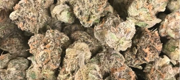 Platinum Girl Scout Cookies kannabisz fajta online eladó Budapesten Magyarországon