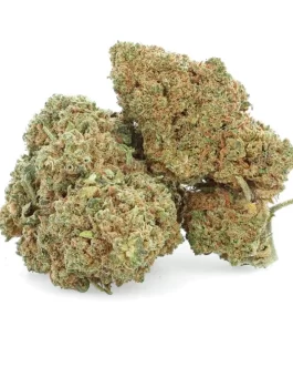 Amnesia Haze Strain