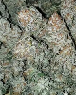 Amnesia Haze Strain