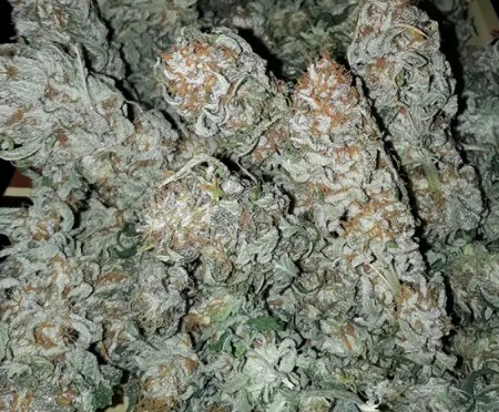 Amnesia Haze Strain